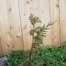 Fast Growing Trees - leland cypress and crepe/crape myrtle case#230862