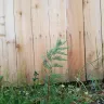 Fast Growing Trees - leland cypress and crepe/crape myrtle case#230862