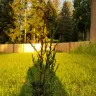 Fast Growing Trees - leland cypress and crepe/crape myrtle case#230862