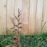 Fast Growing Trees - leland cypress and crepe/crape myrtle case#230862