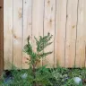 Fast Growing Trees - leland cypress and crepe/crape myrtle case#230862