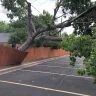 Oncor - tree and fence damage and continued line outage - Photo 2