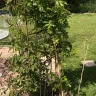Gardening Express - wisteria very slow delivery and pathetic specimen - Photo 1