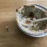 KFC - bone found in pie