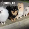 Regal Poms Canada, Tabatha Baston, 1383 Cordick St. Oshawa Ontario, Canada - pomeranian