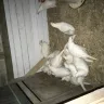 Rural King - chickens