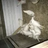 Rural King - chickens - Photo 1