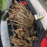 Canadian Tire - plants - Photo 1