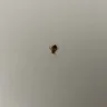 Days Inn - bed bugs & poor customer service