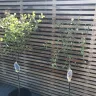 Gardening Express - Lilac trees