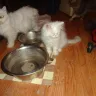 Hoobly - selling sick and neglected kittens - Photo 2
