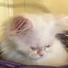 Hoobly - selling sick and neglected kittens - Photo 3