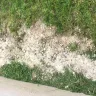 TruGreen - service - Photo 1