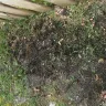 TruGreen - service - Photo 4