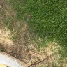 TruGreen - service - Photo 5