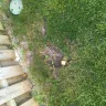 TruGreen - service - Photo 6