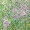 TruGreen - service - Photo 7