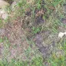 TruGreen - service - Photo 8