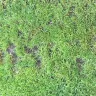 TruGreen - service - Photo 9