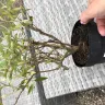 Gardening Express - Awful plastic plant pots - Photo 4