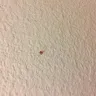 Motel 6 - health hazard - Photo 10