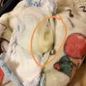 Huggies - hughes nappy pants - Photo 1