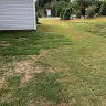 True Homes - yard/sod/dead grass/awful appearance