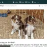 Whitney Hill Aussies - australian shepherd breeder