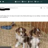 Whitney Hill Aussies - australian shepherd breeder