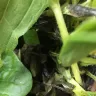 Gardening Express - Order number 600110144 - Photo 2