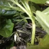 Gardening Express - Order number 600110144 - Photo 3