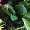 Gardening Express - Order number 600110144 - Photo 4