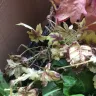 Gardening Express - Order number 600110144 - Photo 5