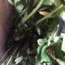 Gardening Express - Order number 600110144 - Photo 6