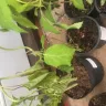 Gardening Express - missing items, misrepresented descriptions of items received and no customer service - Photo 1