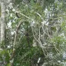 Florida Power & Light [FPL] - tree trimming