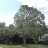 Florida Power & Light [FPL] - tree trimming - Photo 2