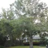Florida Power & Light [FPL] - tree trimming - Photo 3