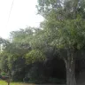Florida Power & Light [FPL] - tree trimming - Photo 4