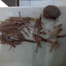 Imperial Tobacco Australia - jps red tobacco - Photo 1