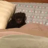 GDS Puppies - toy poodle - Photo 2