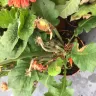 Gardening Express - quality and customer service - Photo 3