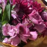 Bloomex - floral delivery - Photo 1