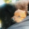 Jamie's Rescue - dogs - Photo 1