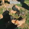 Jamie's Rescue - dogs