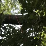 Con Edison - telephone pole held in place by my tree - Photo 1