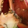 Wegmans Food Markets - produce - Photo 2