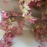 Gardening Express - Acer tree - Photo 1