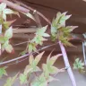 Gardening Express - Acer tree