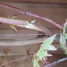Gardening Express - Acer tree
